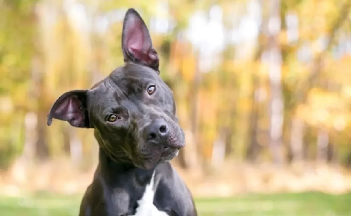 Uma grande dúvida é se os cachorros entendem o que a gente fala. Chegou a hora de descobrir a resposta!