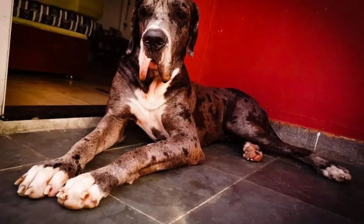 O Dogue Alemão Boi nunca passa despercebido: todo mundo quer interagir e tirar foto
