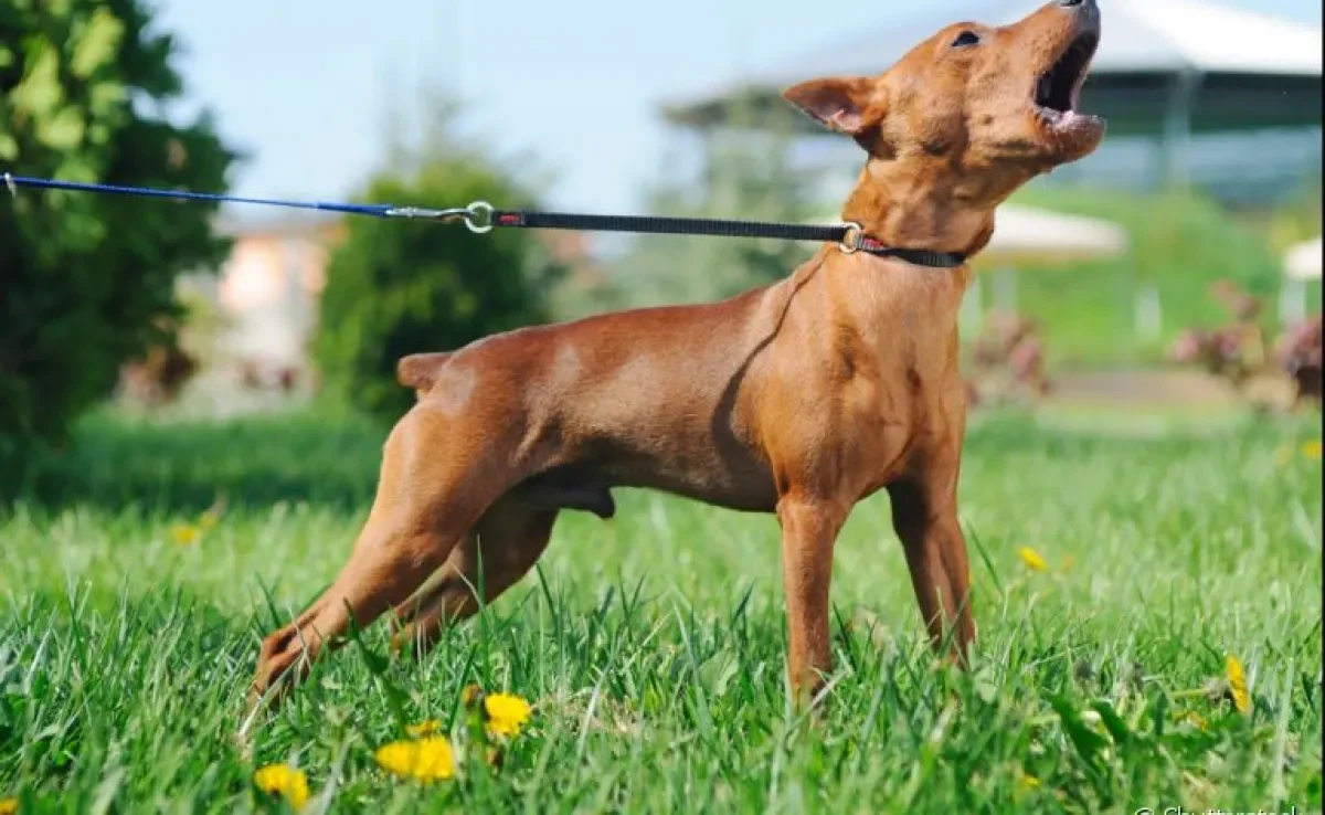 O cachorro latindo está se comunicando com você. Saiba o que ele quer dizer!