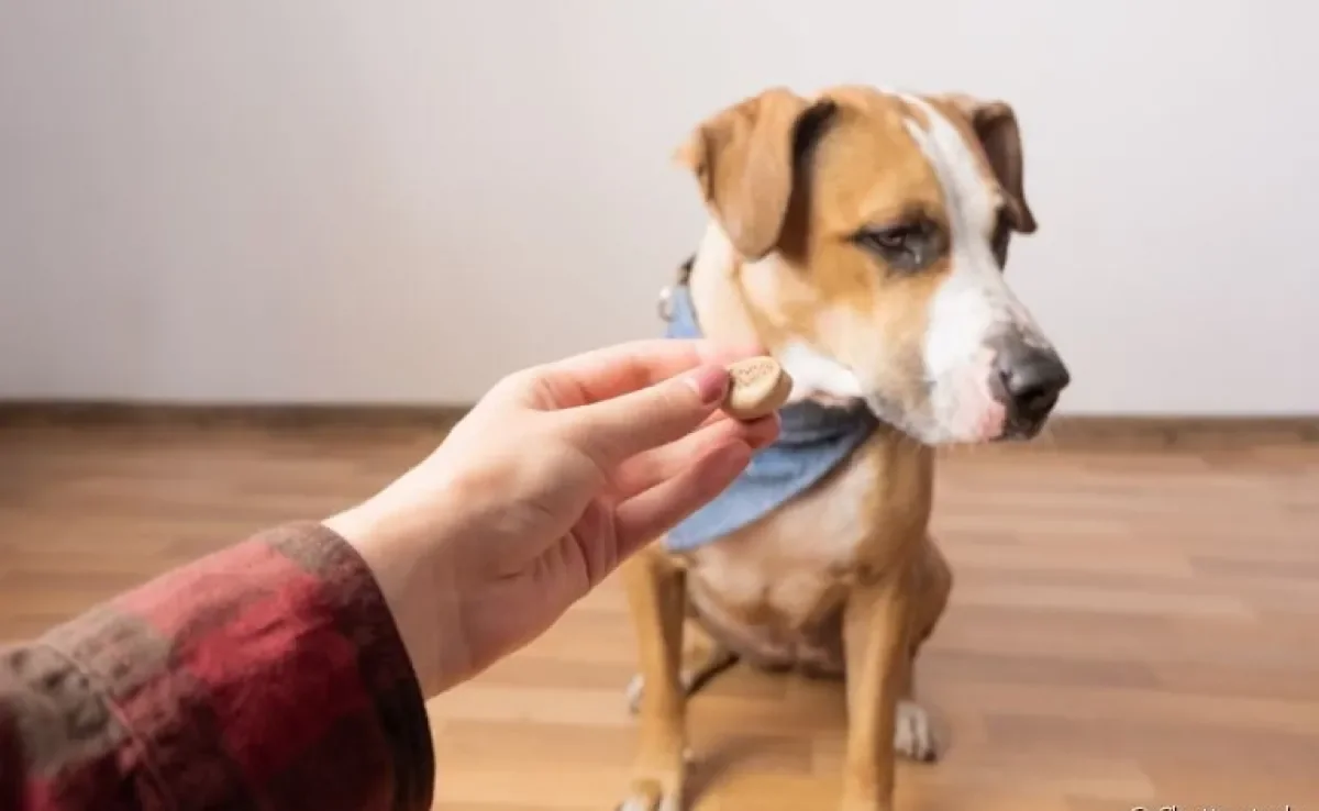 Seu cachorro não quer comer? Saiba que problemas de saúde podem estar causando isso