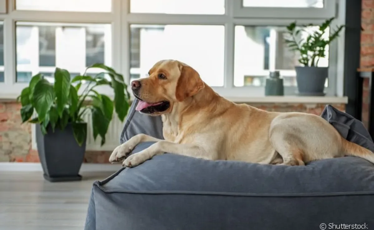 O cachorro para apartamento precisa ser pequeno? Descubra a resposta!
