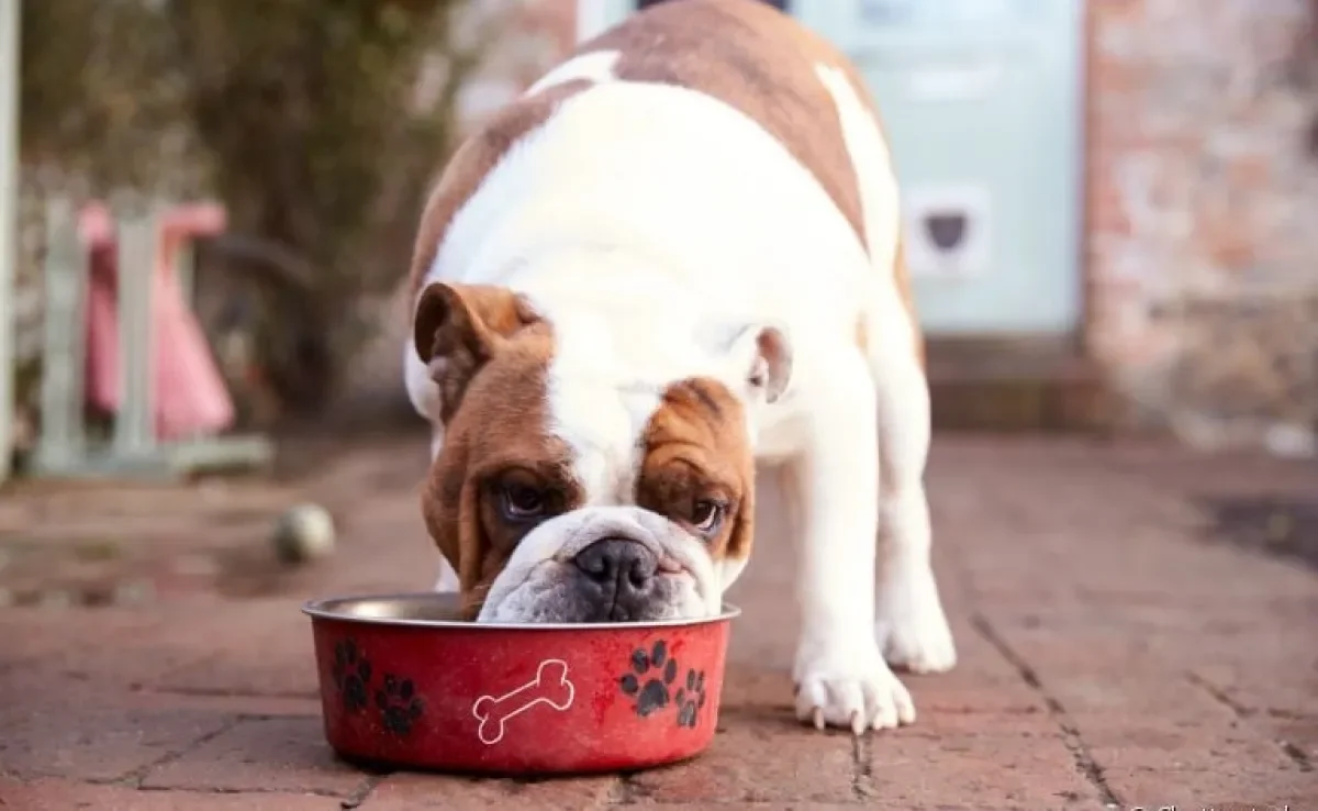 Arroz faz mal para cachorro? Descubra se o alimento é liberado ou não para os cães