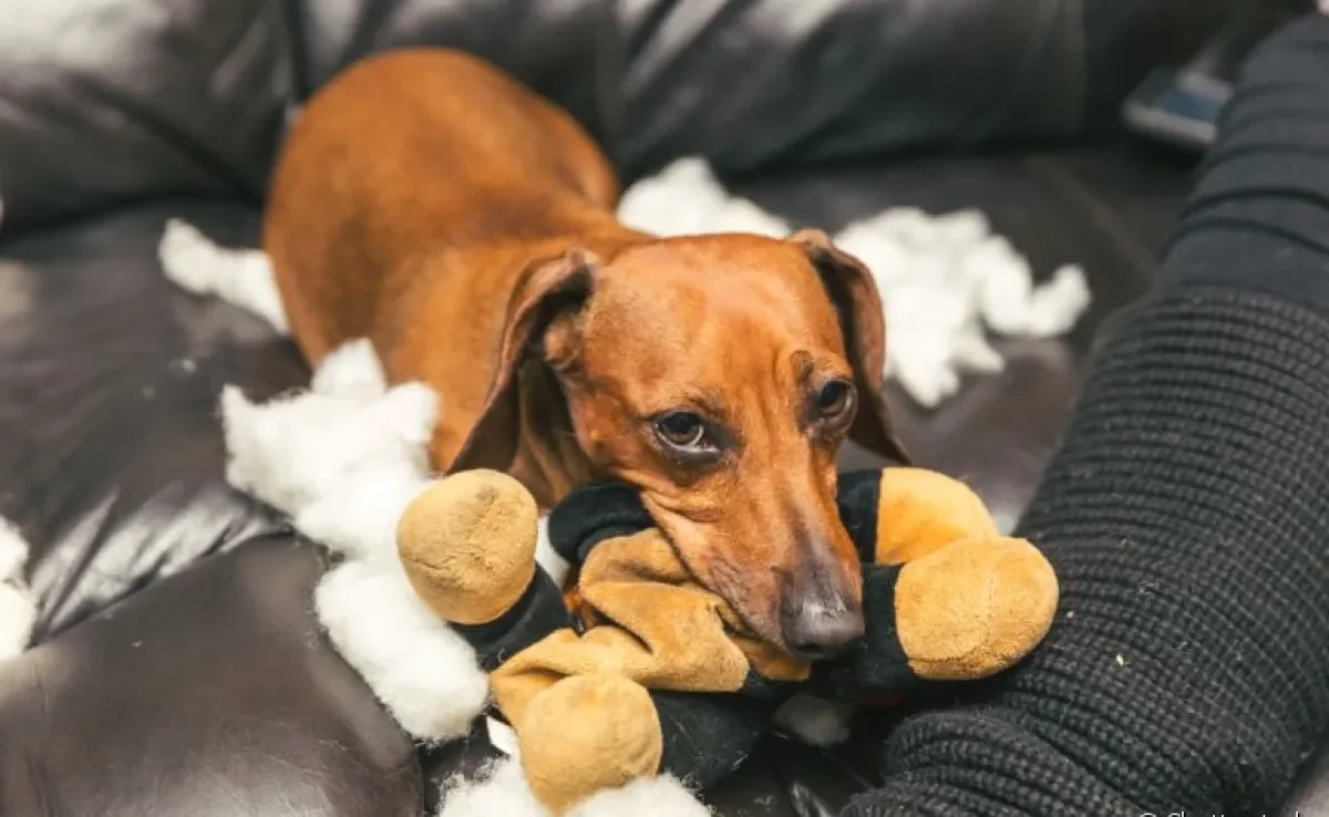 Você tem um cachorro bagunceiro de pequeno porte? Veja algumas dicas para lidar com isso!