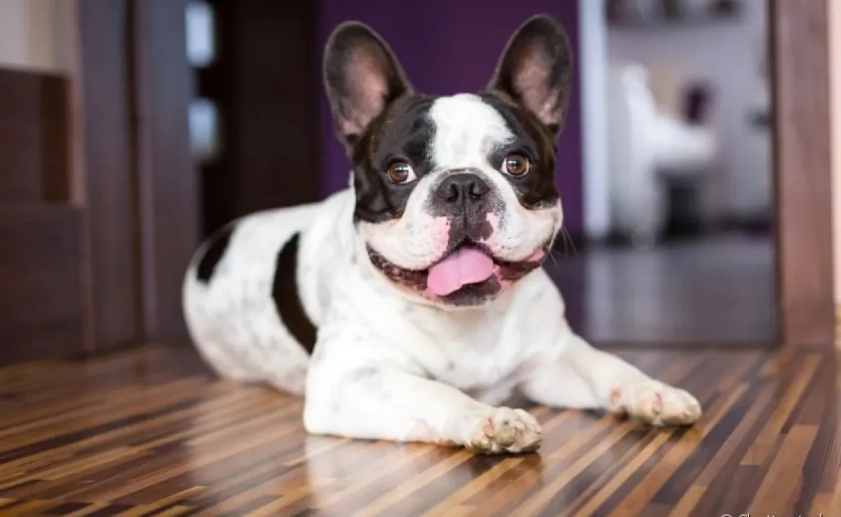 A hiperqueratose canina - ou calo no cotovelo do cachorro - é um problema comum. Saiba mais 