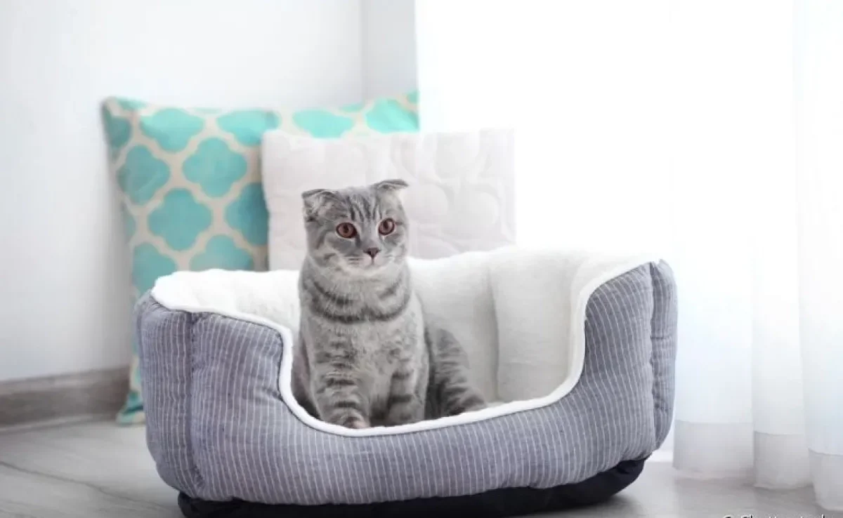 Existem muitos modelos de camas para gato. Descubra qual é a melhor para seu pet!