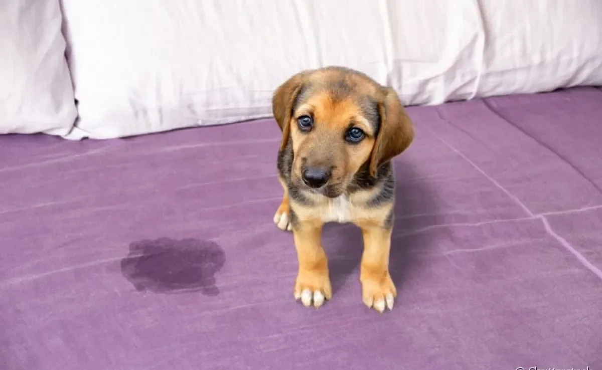 Cistite canina: inflamação na bexiga pode fazer seu cachorro urinar muitas vezes e sentir dor