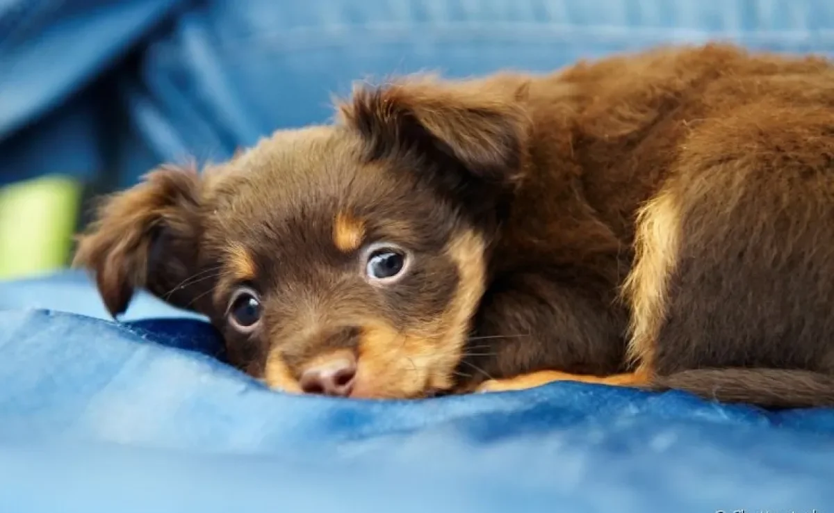 Saiba c omo fazer filhote de cachorro parar de chorar com algumas dicas! 