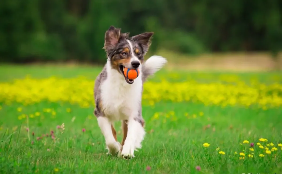 Na hora de escolher a bolinha para cachorro, você deve pensar em características do seu cão