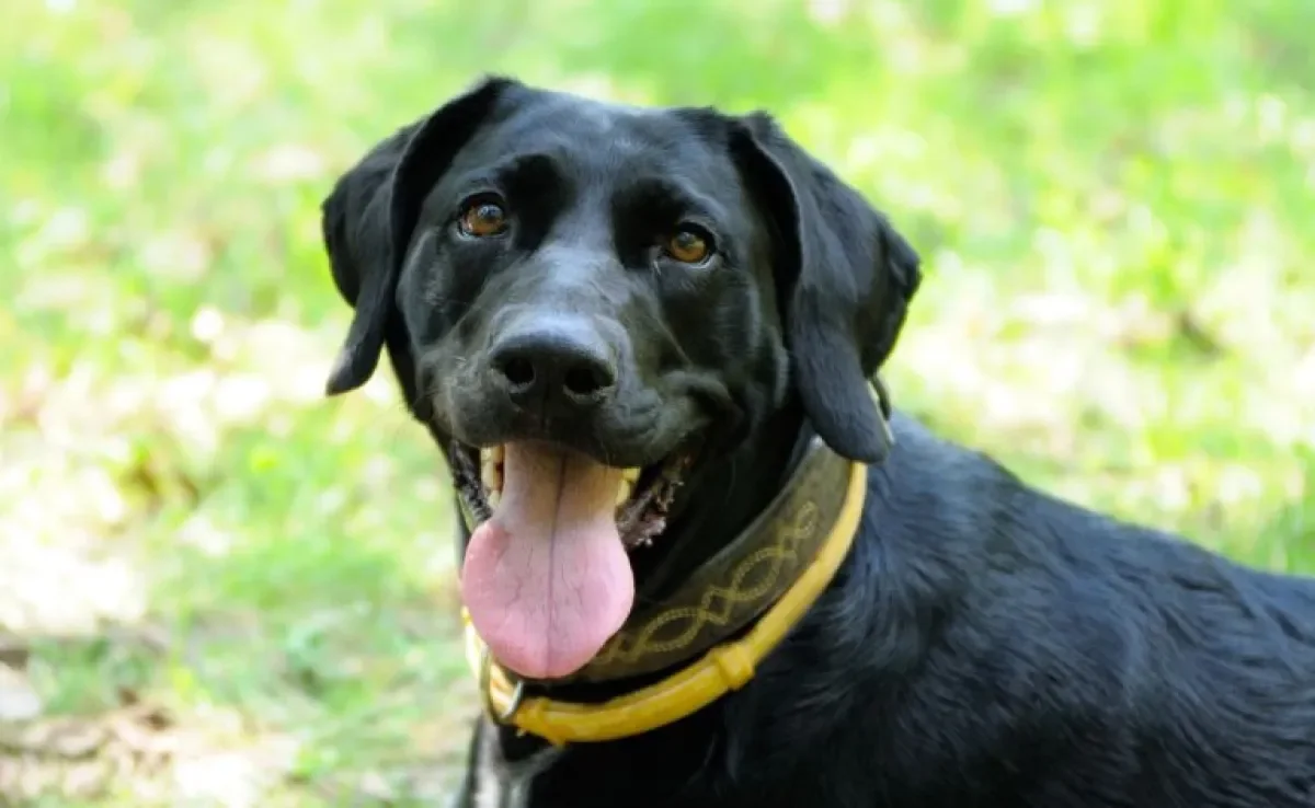 Pensou em comprar coleira antipulgas para cachorro? Saiba como ela funciona!