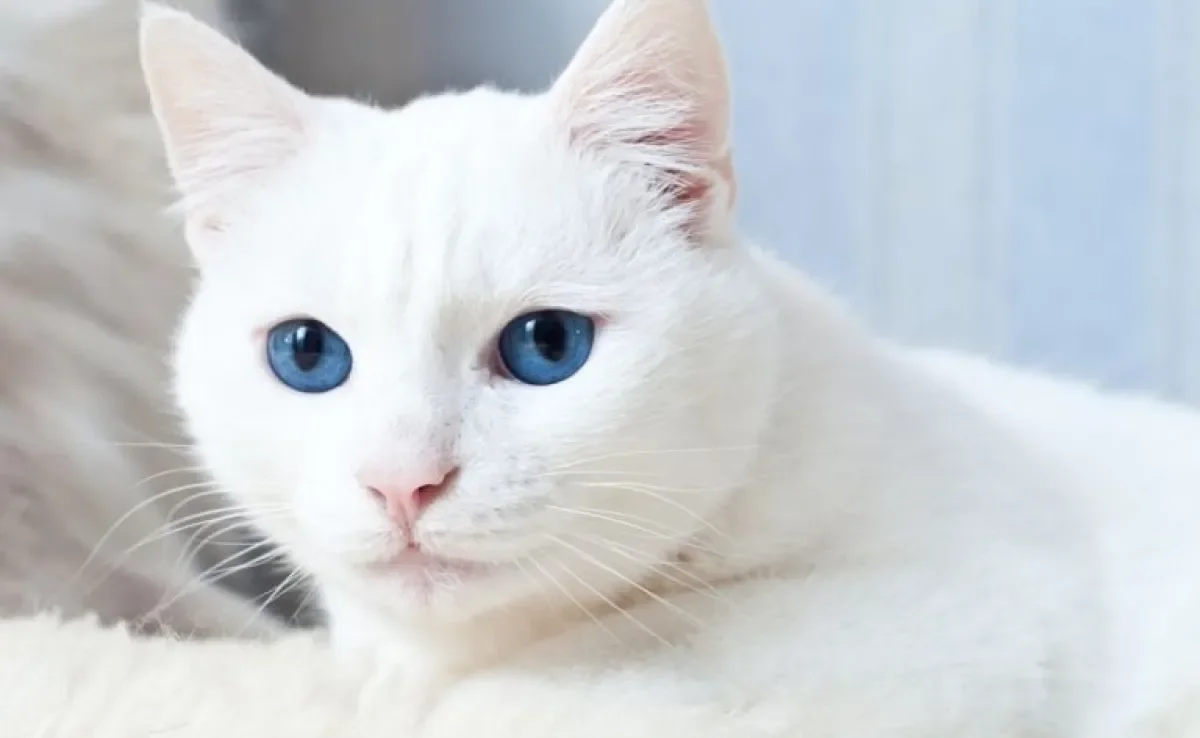 O gato surdo precisa de uma série de cuidados com a sua rotina. Veja quais são eles
