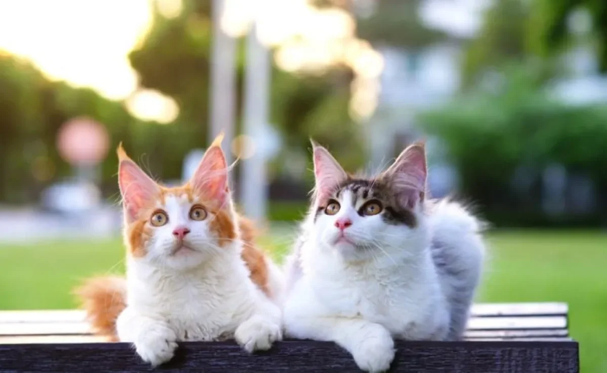 Se você não sabe como socializar gatos, chegou a hora de descobrir algumas técnicas infalíveis