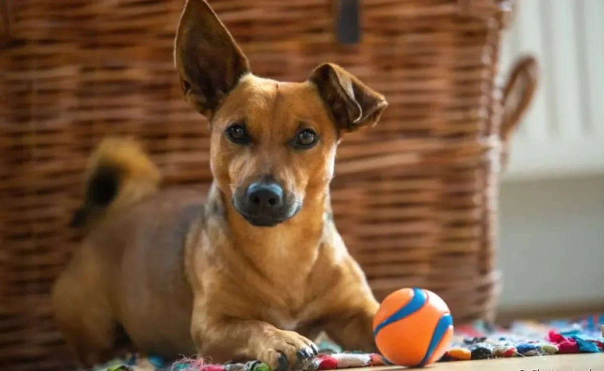 O enriquecimento ambiental para cães evita o tédio e destruição