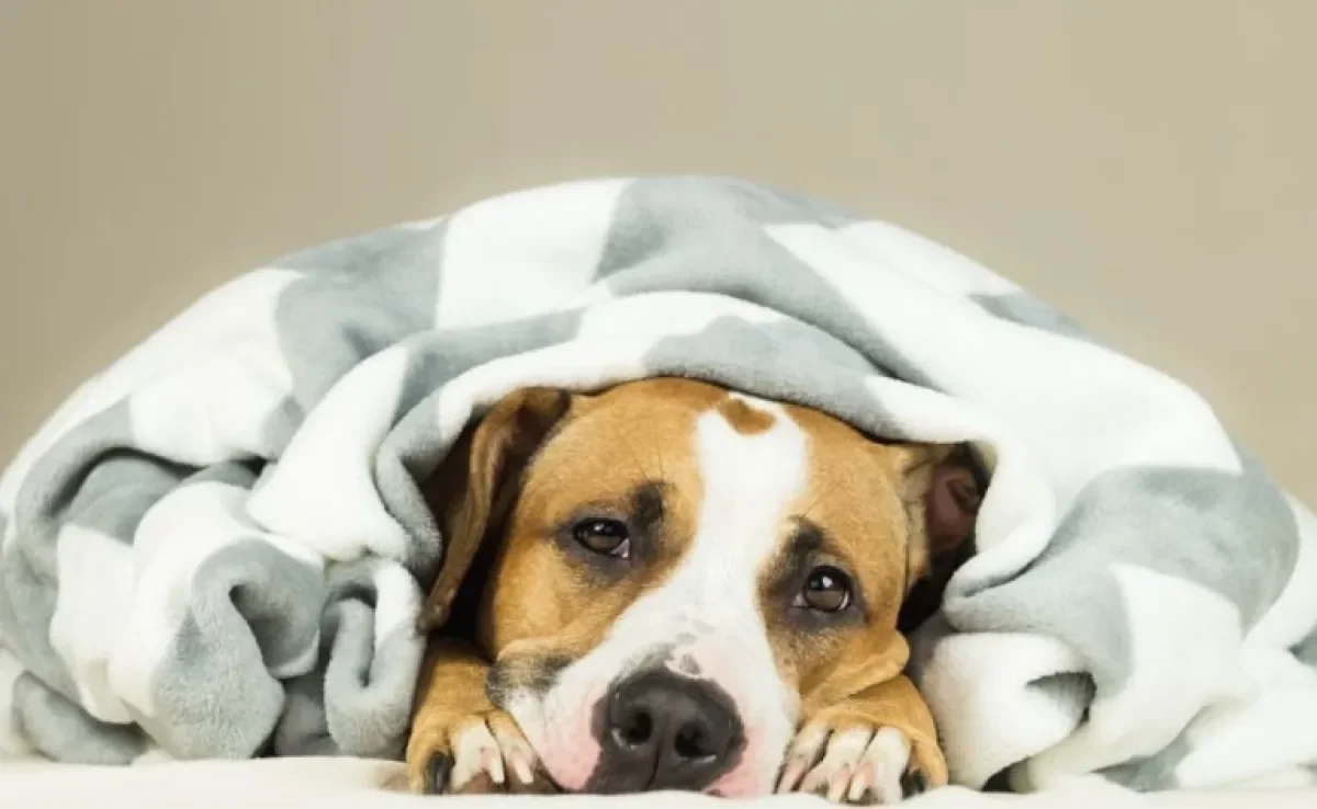 A giárdia canina pode ser grave se não for tratada a tempo