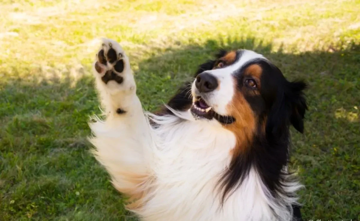 Praticamente todas as ações de um cachorro têm um significado por trás