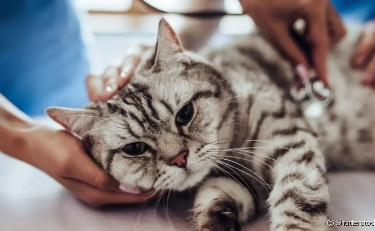 Algumas doenças de gato são consideradas bastante graves e por isso precisam de muita atenção