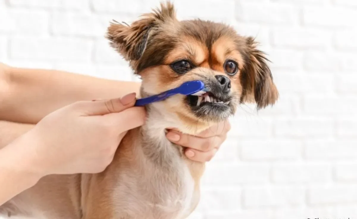 Pasta de dente para cachorro: descubra qual é a melhor opção para cuidar da saúde bucal dos cães