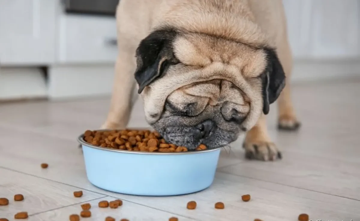 Além de escolher a melhor ração para cachorro, também é importante tomar outros cuidados com a alimentação dos cães