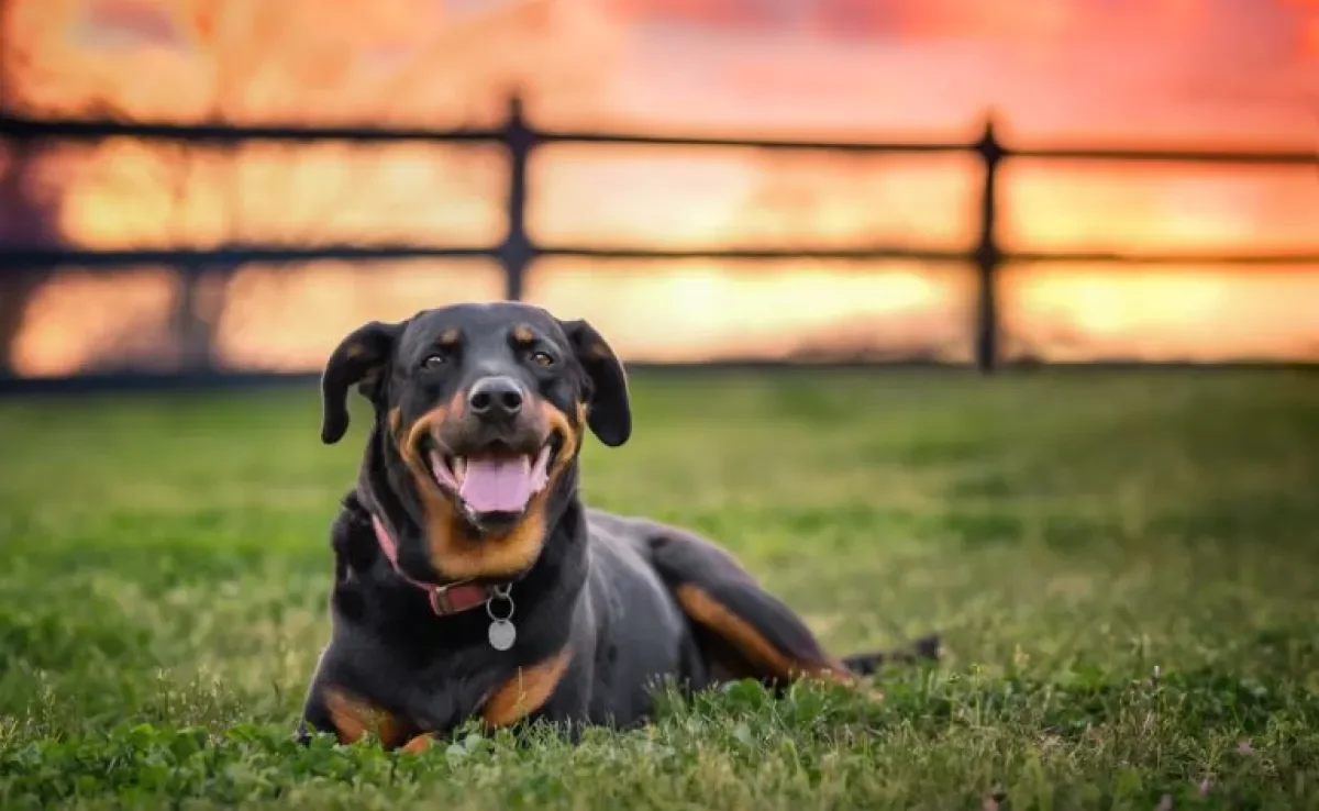 O cachorro Rottweiler é um ótimo cãozinho para se ter em casa, mas precisa de alguns cuidados especiais