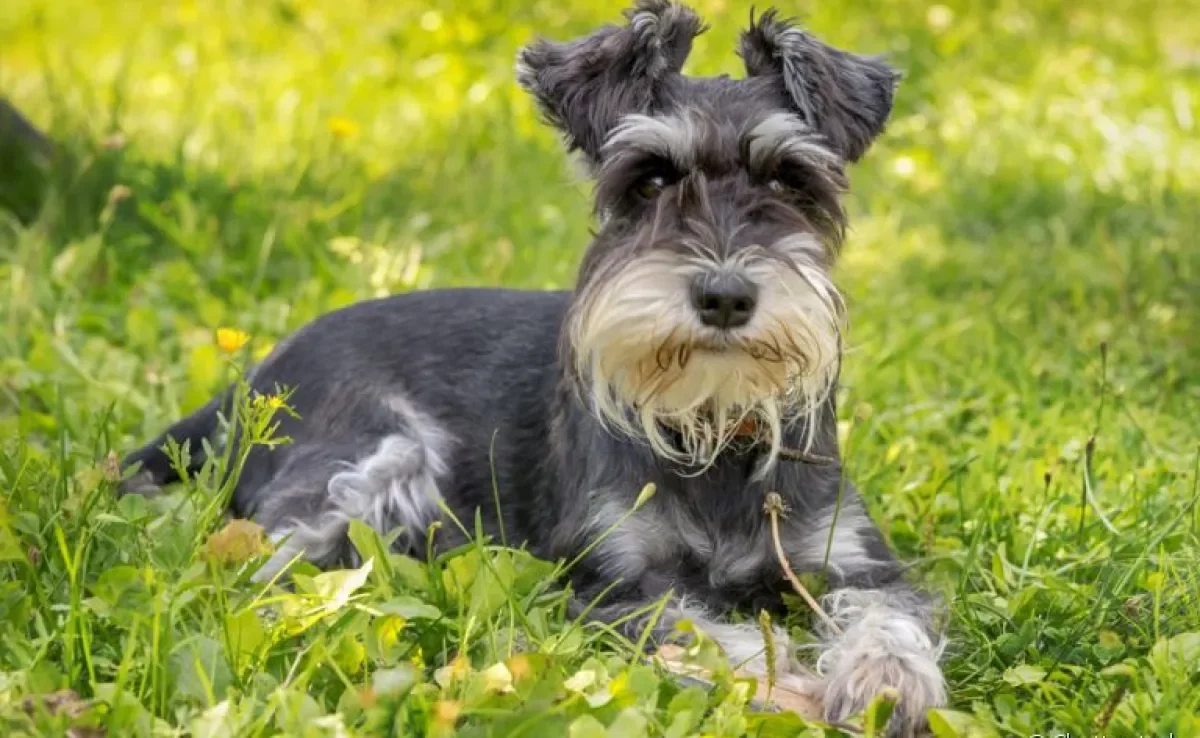 O Schnauzer Miniatura tem pelos no focinho que formam uma espécie de barba