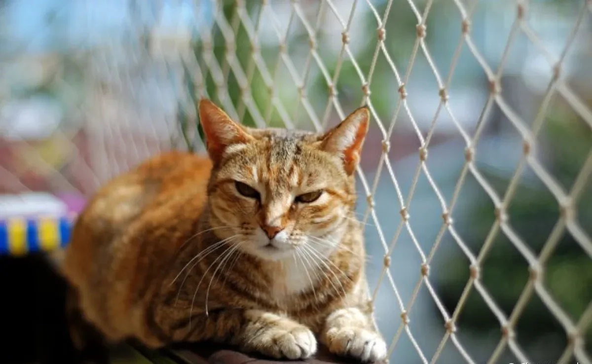 Tire suas dúvidas e saiba tudo sobre a tela de proteção para gatos 