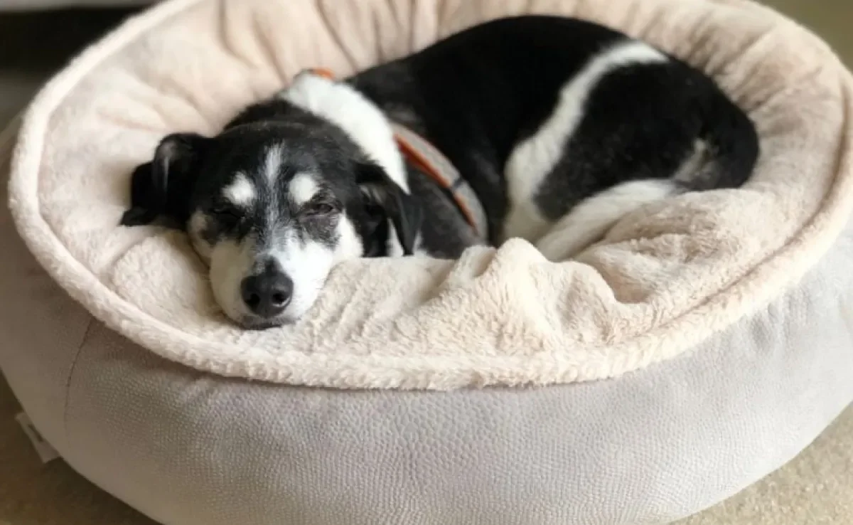Cama para cachorro: saiba qual é a ideal para o seu pet