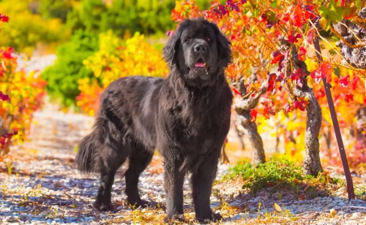 A raça de cachorro Terra Nova tem tudo para conquistar o seu coração. Saiba mais sobre o cãozinho