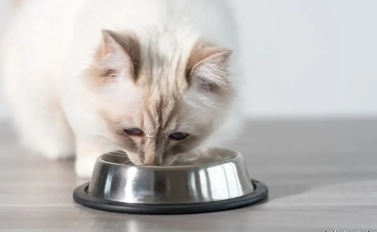 Alguns hábitos na alimentação do gato podem trazer problemas de saúde. Saiba quais são eles!