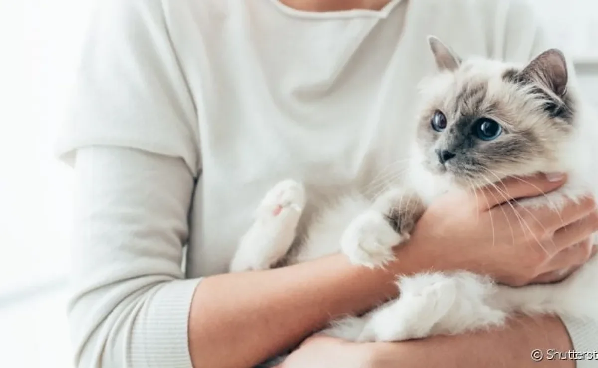 Boca, orelha, patas de gato... Saiba as partes do corpo do felino que merecem atenção!
