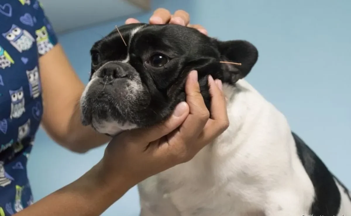 A acupuntura veterinária é uma terapia alternativa que traz diversos benefícios à saúde do cachorro
