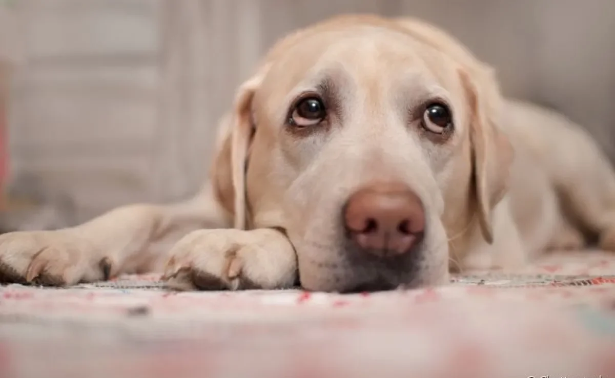 Diarreia em cachorro com sangue pode ser um sintoma de várias doenças