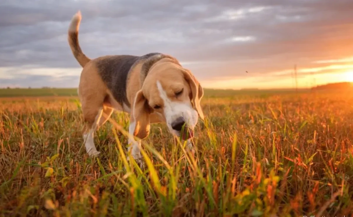 O cachorro comendo capim e grama é mais comum do que você imagina