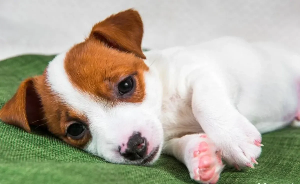 O cachorro intoxicado por chumbo pode ter sérios problemas de saúde. Saiba mais