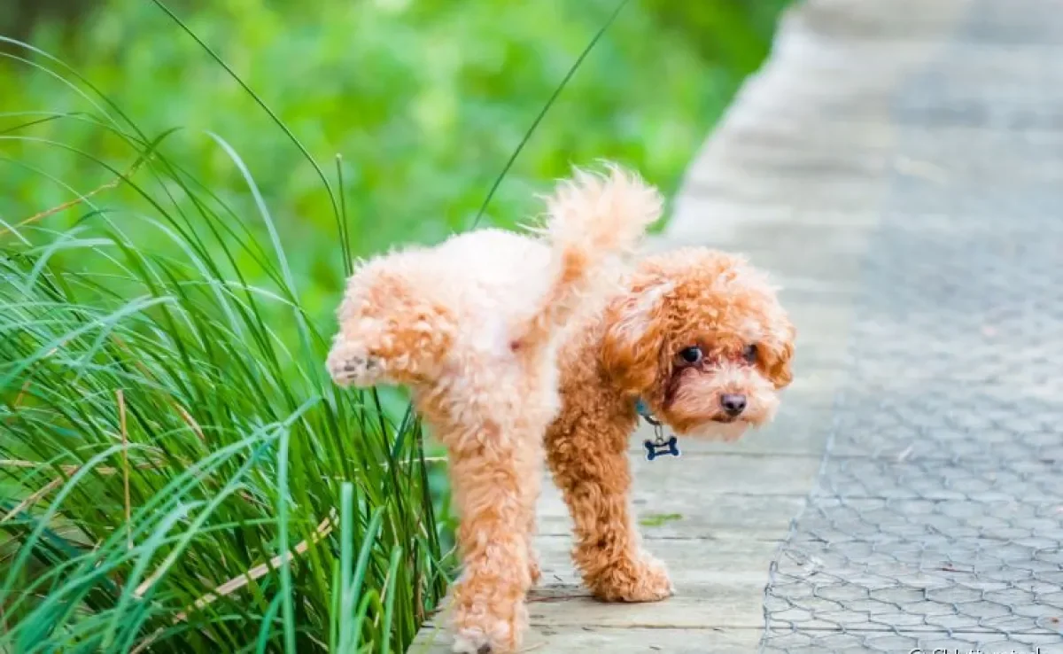 O que fazer para o cachorro parar de marcar território? Confira algumas dicas!