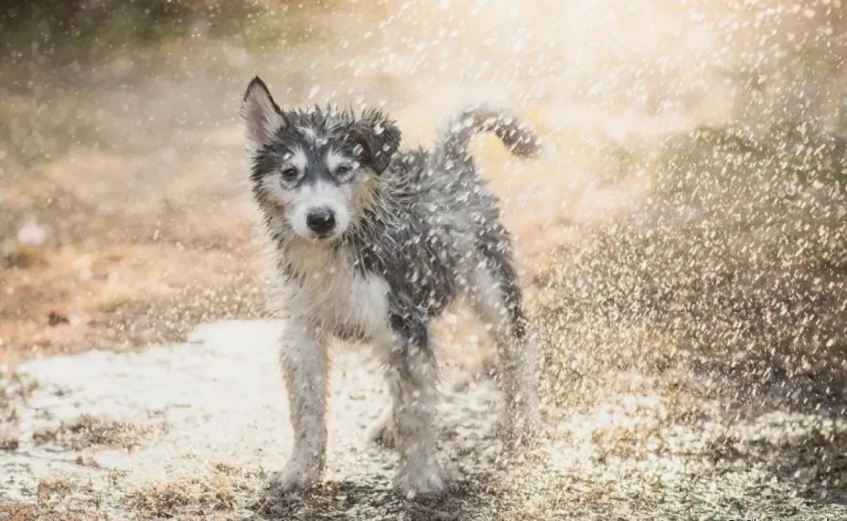 O cachorro na chuva precisa de alguns cuidados importantes. Saiba quais são eles