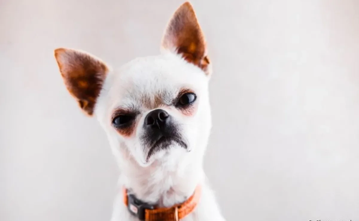Será que o cachorro resmungando é sinônimo de algum problema comportamental?