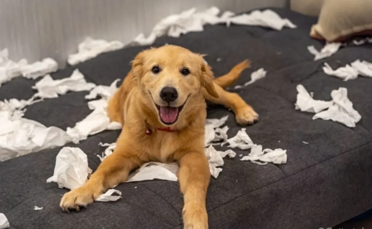 O cachorro teimoso e desobediente gosta de viver de acordo com suas próprias regras