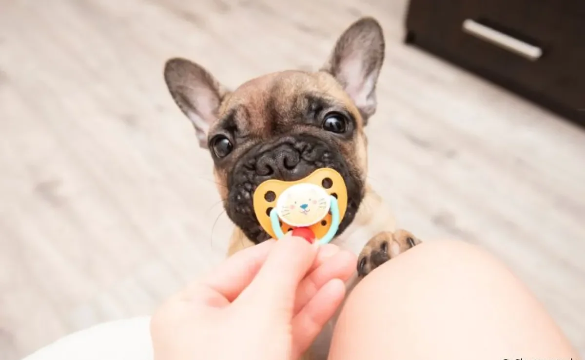 Chupeta para cachorro: entenda porquê o uso do acessório deve ser evitado