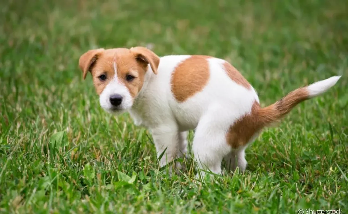 No passeio, é preciso recolher o cocô de cachorro para evitar doenças e sujeira na rua