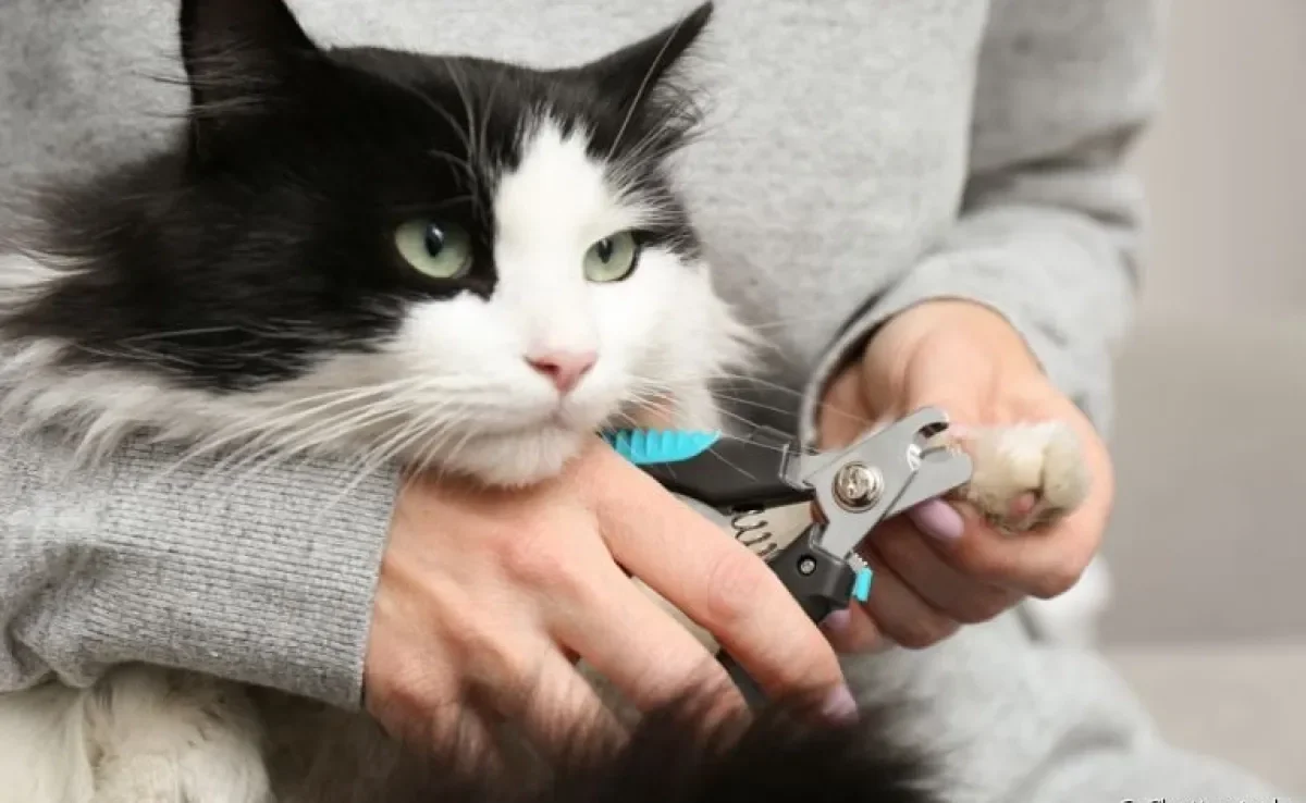 Como cortar a unha do gato? Saiba algumas dicas para evitar problemas na hora do corte!