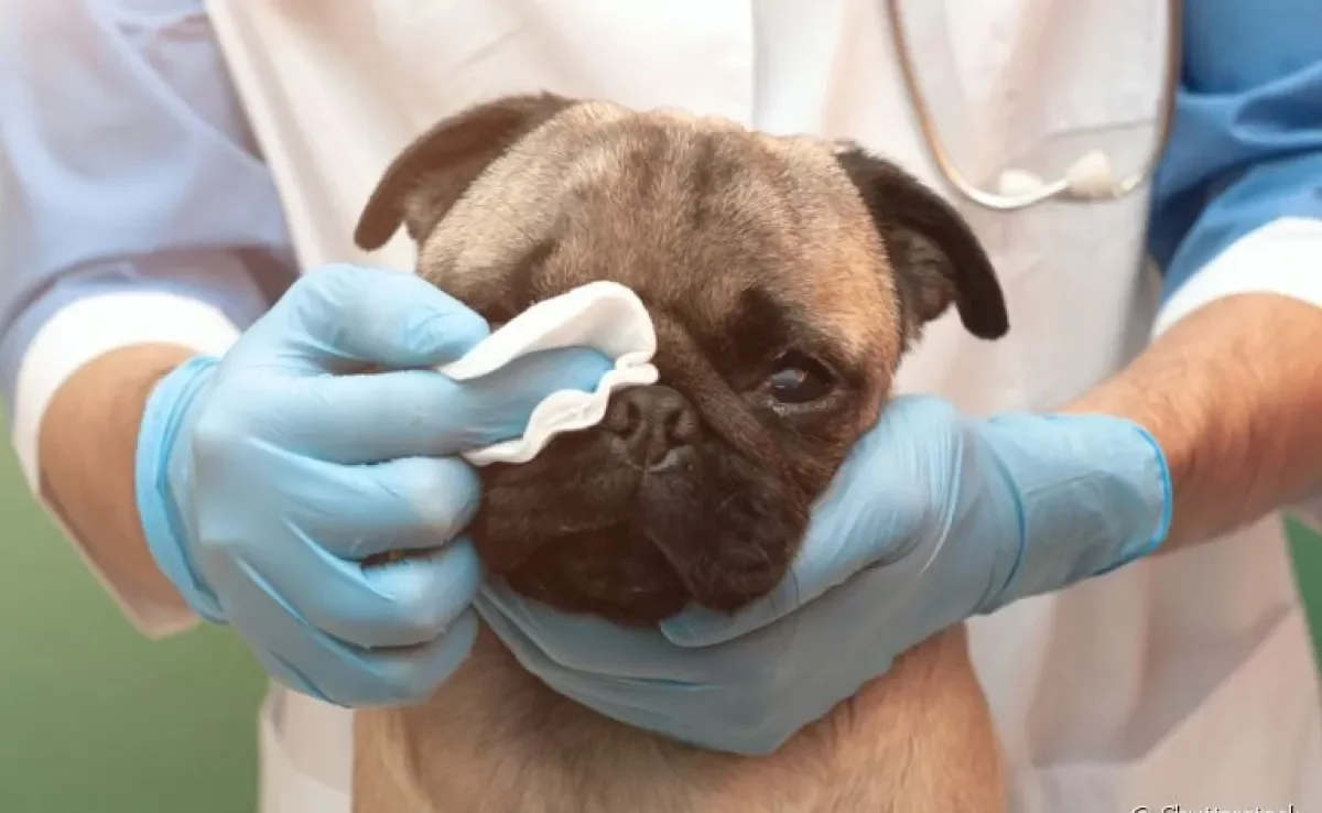 Saiba como tirar remela do olho do cachorro do jeito certo