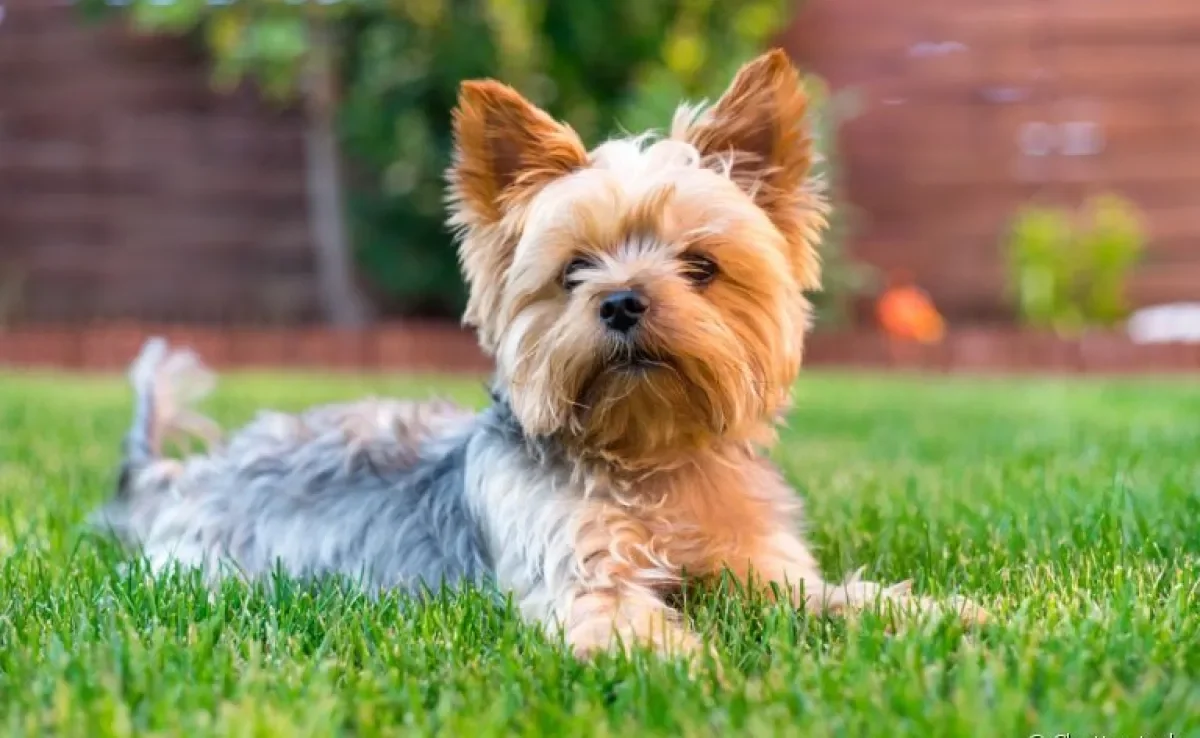 Saiba quais são as raças de cachorro de porte pequeno com grande instinto de caçador!