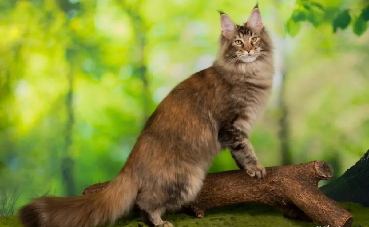 Entenda o comportamento das apaixonantes raças de gatos gigantes