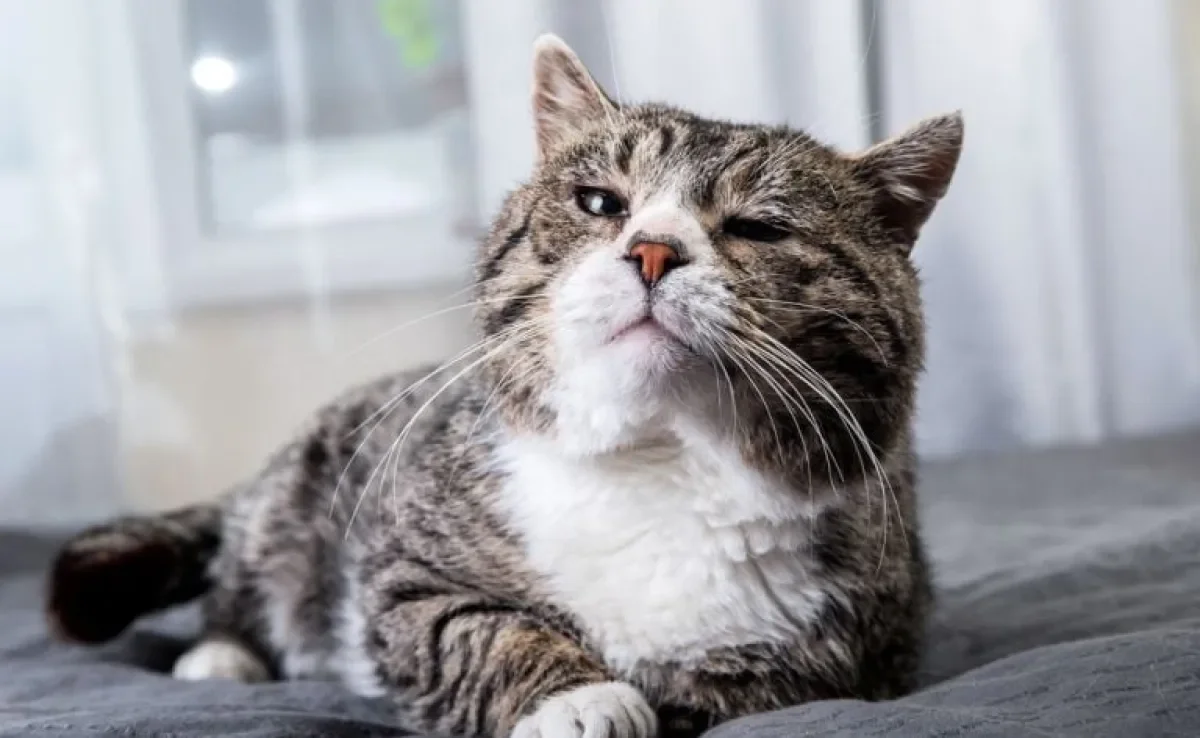 Os gatos idosos podem dar alguns sinais de que estão doentes