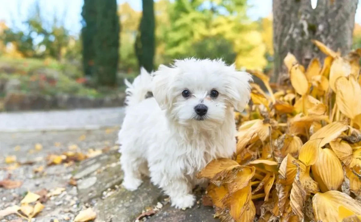 Maltês: personalidade do cãozinho é adorável