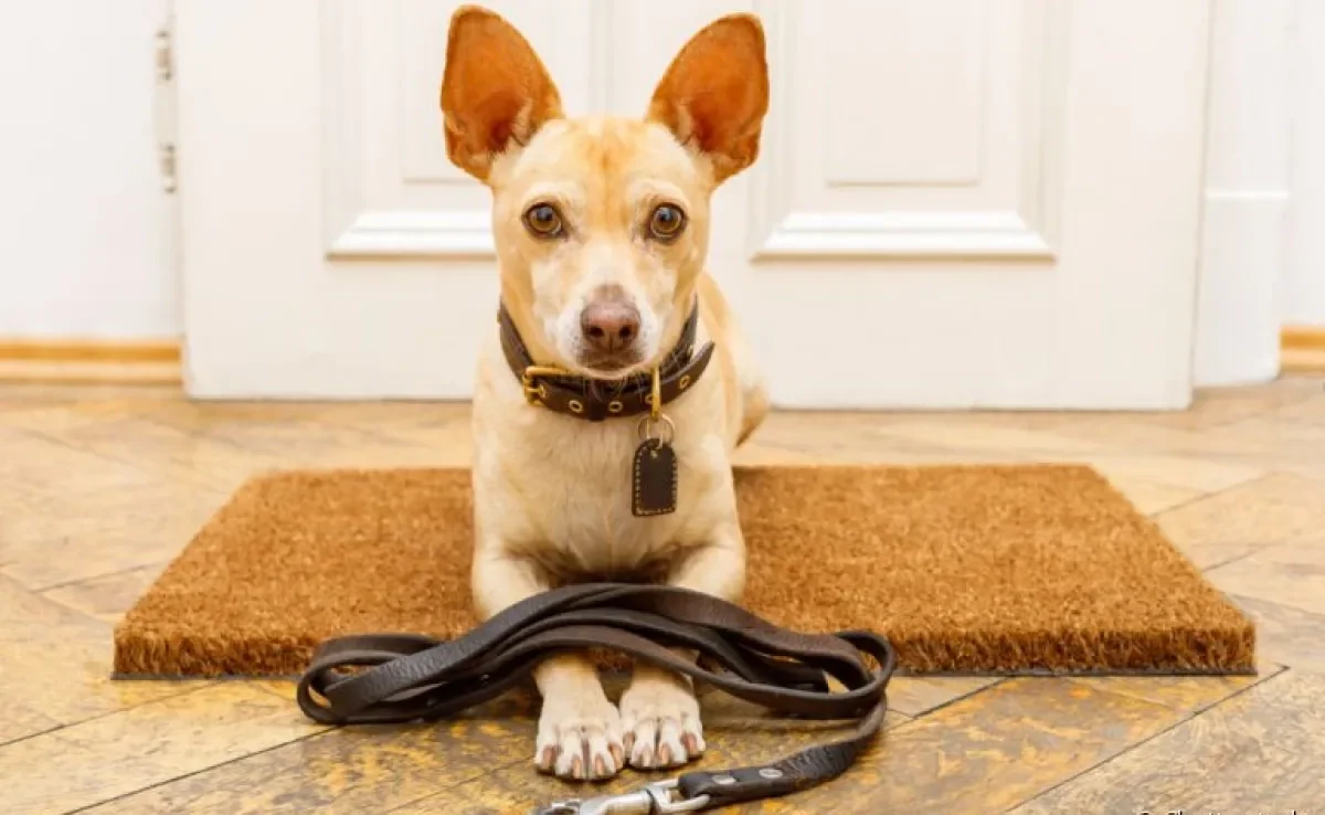 Passeio: cachorro precisa de alguns cuidados para não ter problemas quando sai de casa