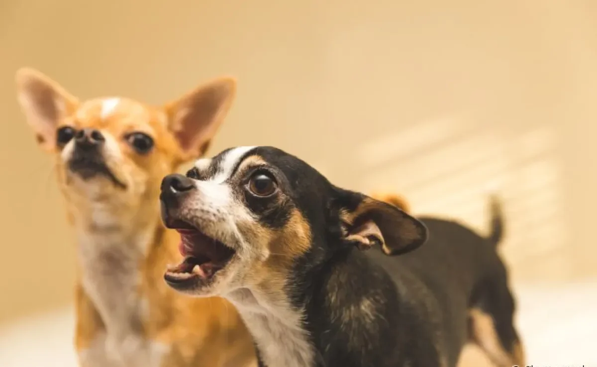Cachorro latindo: do Chihuahua ao Doberman, veja quais são as raças que mais latem