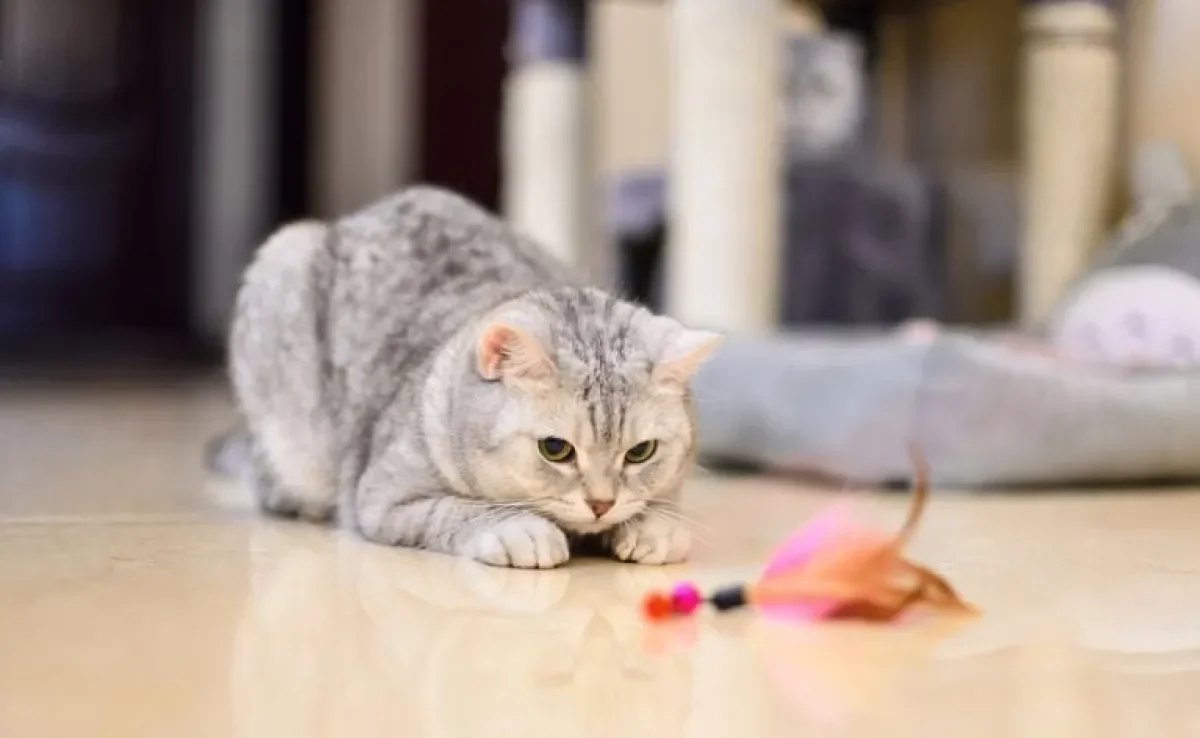 Alguns brinquedos interativos para gatos ajudam a distrair e melhorar a qualidade de vida do bichano
