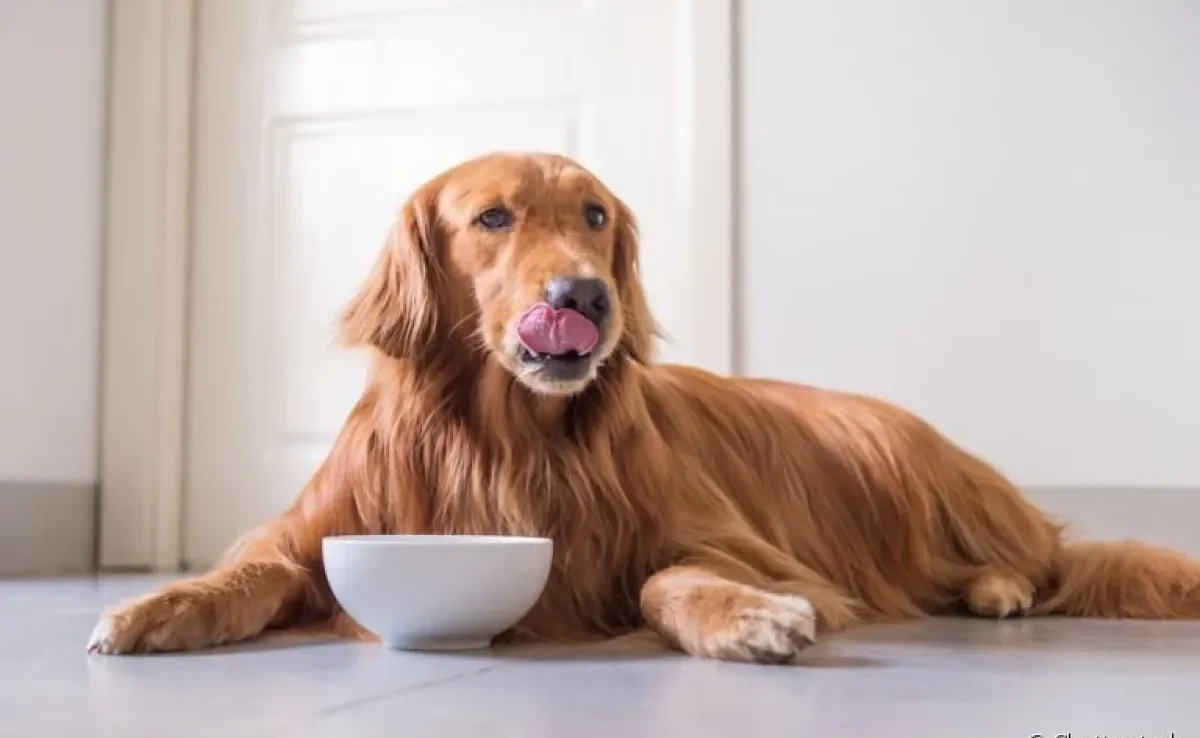 A ração para cachorro possui diversos nutrientes que impactam a saúde do animal
