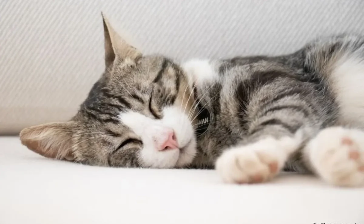 Um gato dormindo é a coisa mais fofa do mundo. O que poucos sabem é que o sono dos felinos é cheio de curiosidades.