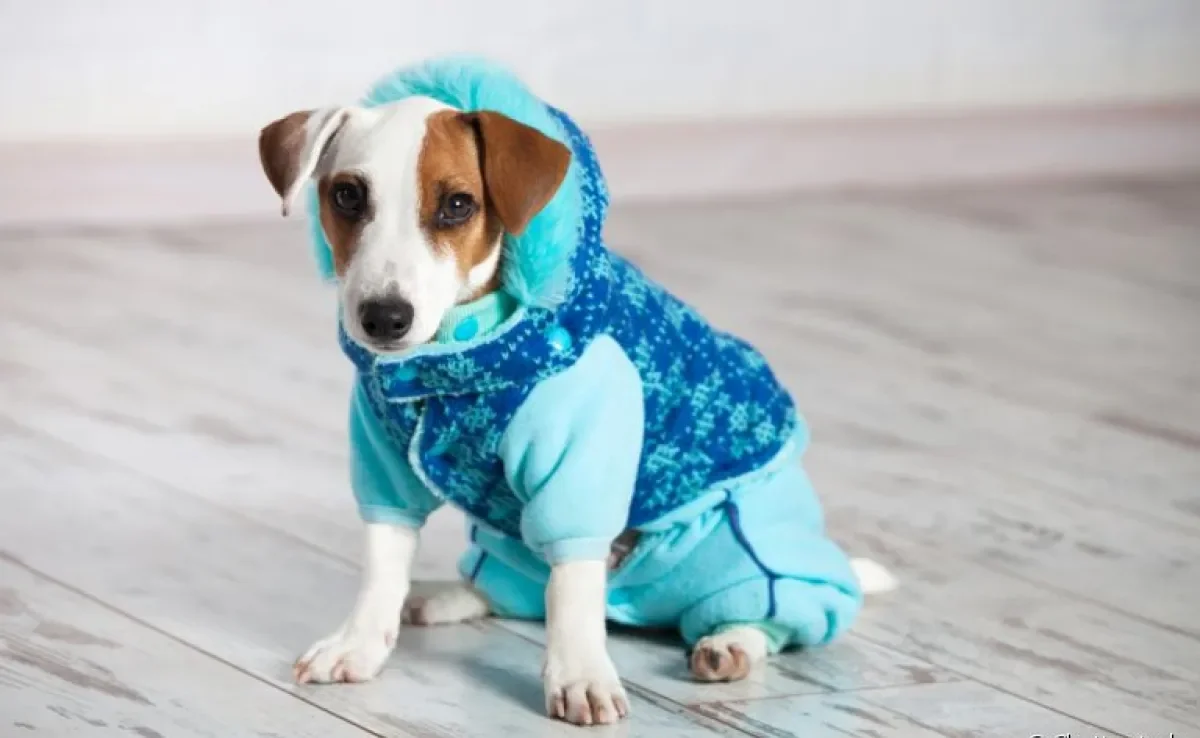Cachorro sente frio e as roupinhas podem ajudar a mantê-lo aquecido
